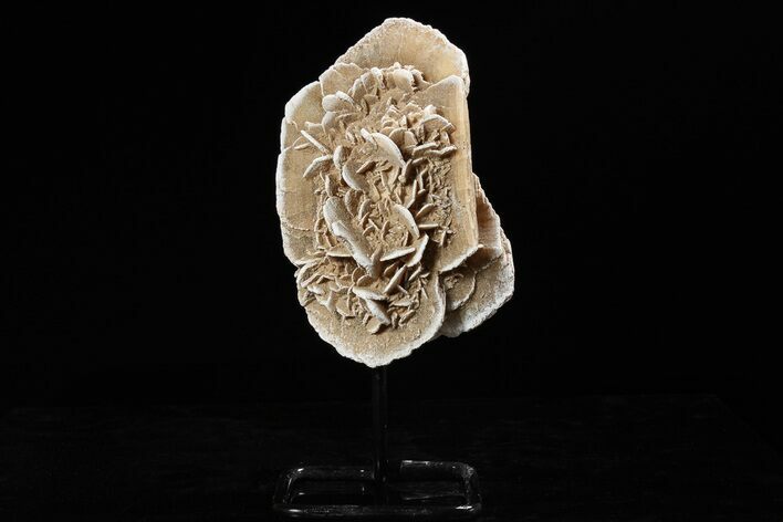 Selenite Desert Rose on Stand - Chihuahua, Mexico #264525